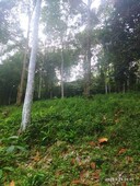 Tanah Dusun 1.8 ekar Hulu Tamu Batang Kali