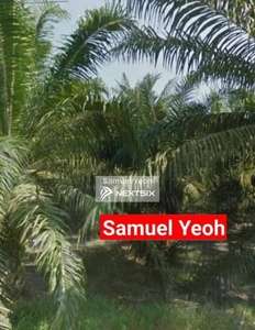 Sungai Jawi Palm Oil Land 95.51 Acre
