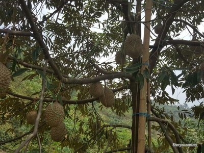 Durian Orchard at Jalan Tras, Raub