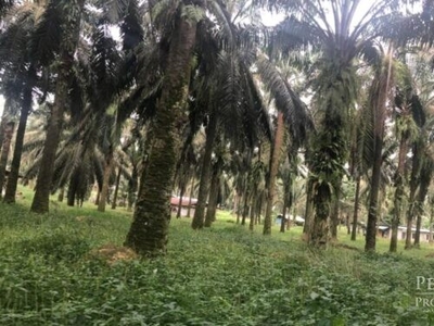 JAWI Oil Palm Land for sale