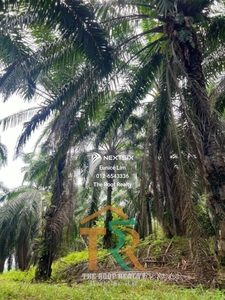 61 acres Palm Oil Land For Sale, Pagoh