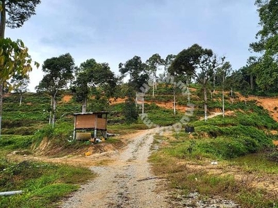 10 acres Durian Orchard at Sungai Siput ,Perak