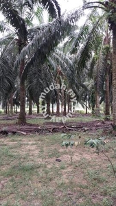 11.4340 acres palm oil land at Siputeh, Perak