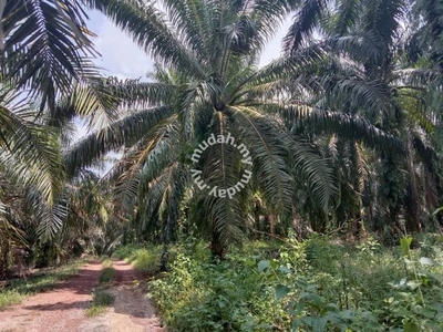 11.53 acres Palm oil land at Sungai Siput, Perak