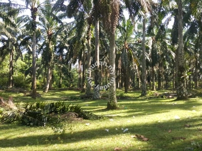 12.63 acres Palm oil land at Gopeng, Perak