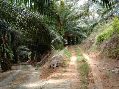 12.69 acres First Lot Palm oil land at Sungai Siput, Perak