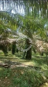 20.5 acres palm oil land at Sungkai, Perak