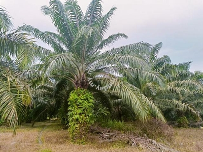 25.2625 acres Palm Oil first lot land at Beruas ,Perak