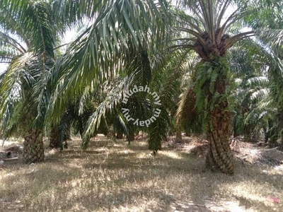 2.95 acres Palm oil Land at Sungai Siput, Perak