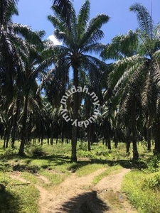 30.09 acres Palm oil Land at Sungai Siput, Perak