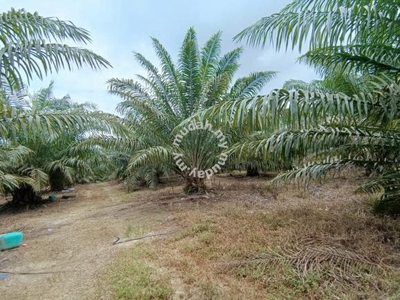 33 acres Palm Oil land at Siputeh, Perak