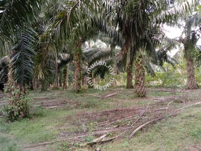 4.35 acres Palm Oil Land at RE Road ,Sungai Siput Perak