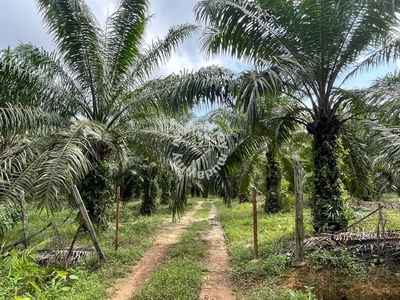 5 Ekar Tanah Tanaman Pokok Kelapa Sawit Pouh Manis Mukim Segamat Johor