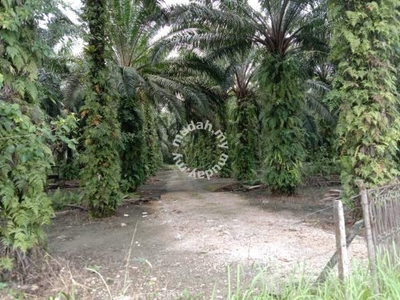 5.14 acres Palm oil Land beside main road at Kampar ,Perak