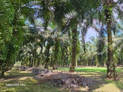 5.200086 acres Palm oil land at Chenderiang, Tapah Perak