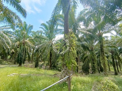 5.77 acres Palm oil land at sungai siput,Perak