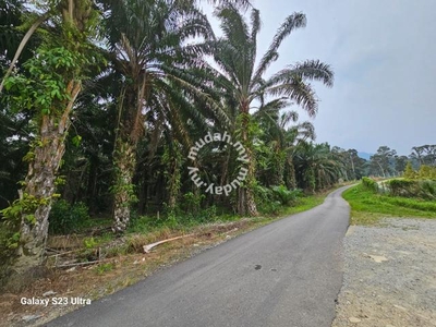 6 acres first lot palm oil land at sahom, Kampar Perak