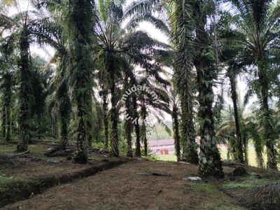 6 acres plus first lot palm oil land at Chenderiang, Tapah Perak