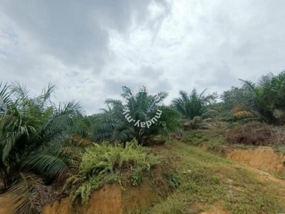 6.1 acres Palm Oil Land at Siputeh, Perak