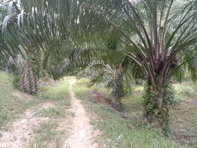 8 acres Palm oil Land at Sungai Siput,Perak