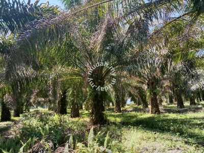 84 acres First lot Palm oil land at Tanjung Tualang, Perak