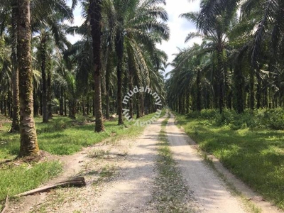 Freehold Agriculture Land For Sale At Langkap,Teluk Intan,Perak