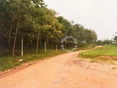 Kelantan 22010 acres Rubber Plantation Land for SALE