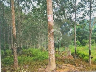 Kelantan 22010 acres FULLY PLANTED Rubber Plantation Land SALE