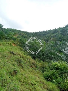 Kelantan Gua Musang 3310 Acres FREEHOLD Palm Oil Plantation Land for S