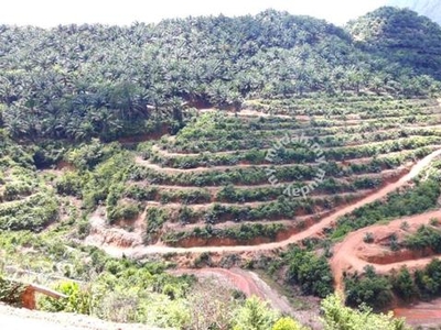 Kelantan Tanah Merah Sokor 2000 acres Palm Oil Land for SALE