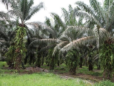 Kulim Agricultural Oil Palm Land For Sale