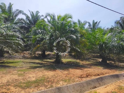 Main Roadside Palm Oil Land