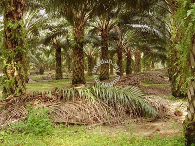 Oil palm estate for sale, Gua musang, Kelantan, Will Oil Mill