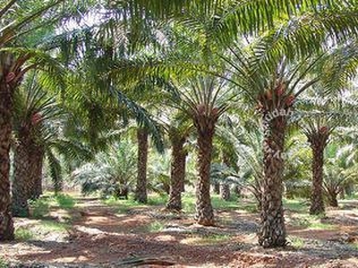 Oil palm Land For Sales Beruas , Perak