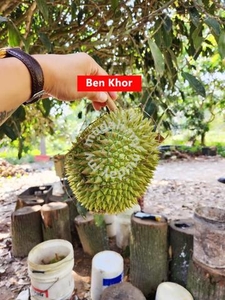 Old Durian Farm | Beruas | PERAK