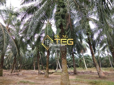Agricultural Land Planted With Oil Palm Trees for sale