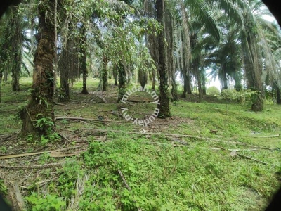 Kebun Sawit 3 Ekar Selisek Hulu Selangor