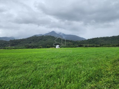 Langkawi Sawah view cantik