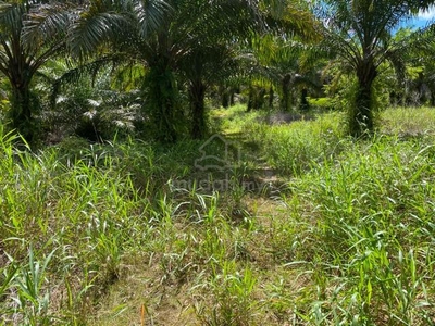 planted with palm