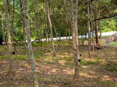 Ladang Getah 5.1 ekar Tepi Jalan Besar Linggi, Kg Bukit Kunyit