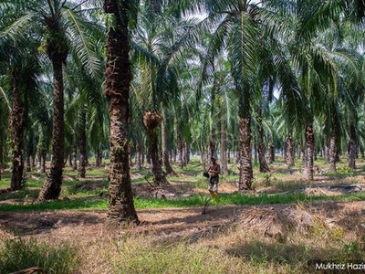 Tanah Kelapa Sawit / Oil palm Land