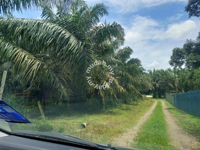 Jasin, freehold 1 acre palm oil land for sale
