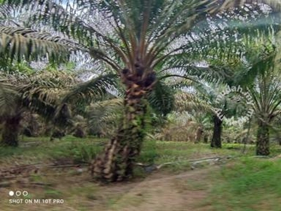 Johor Yong Peng 1438 acres Beside Highway Palm Oil Plantation Land