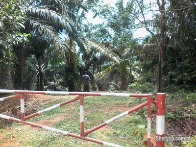 2 Acres FREEHOLD Oil Palm Plantation at Rantau