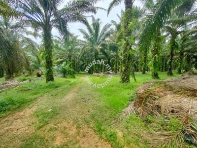 8 Acres, Oil Palm, Small Car Easy Access, Front Road 100meter, Kulai