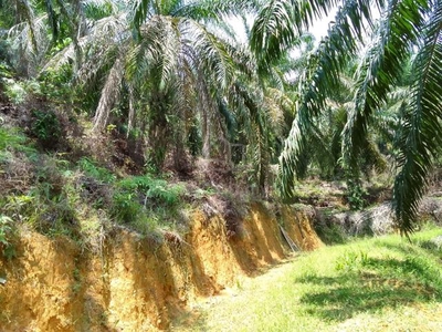 Tanah Kelapa Sawit Land for sale