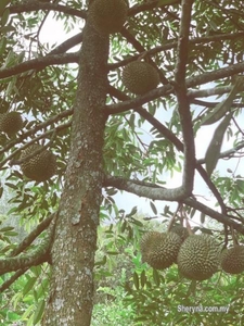 Ruab musang king durian farm