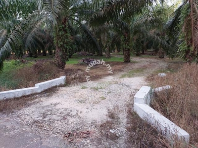 [1.85 ekar] Kebun Sawit di Panchor, Pagoh, Johor untuk dijual