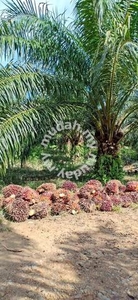 6500acres Sarawak Miri Tnjar Baram FULLY PLANTED Palm Oil Land SALE