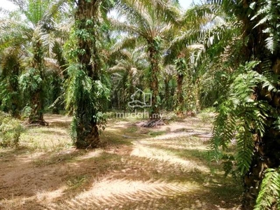 Johor Klaung Batu 17 Jalan Mersing 274 acres Palm Oil Land for Sale